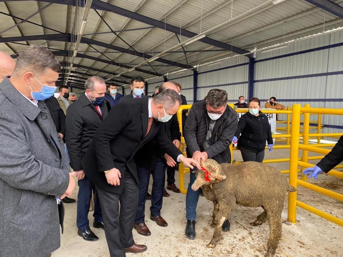 Tekirdağ&rsquo;da 34 adet merinos ırkı ko&ccedil; dağıtıldı