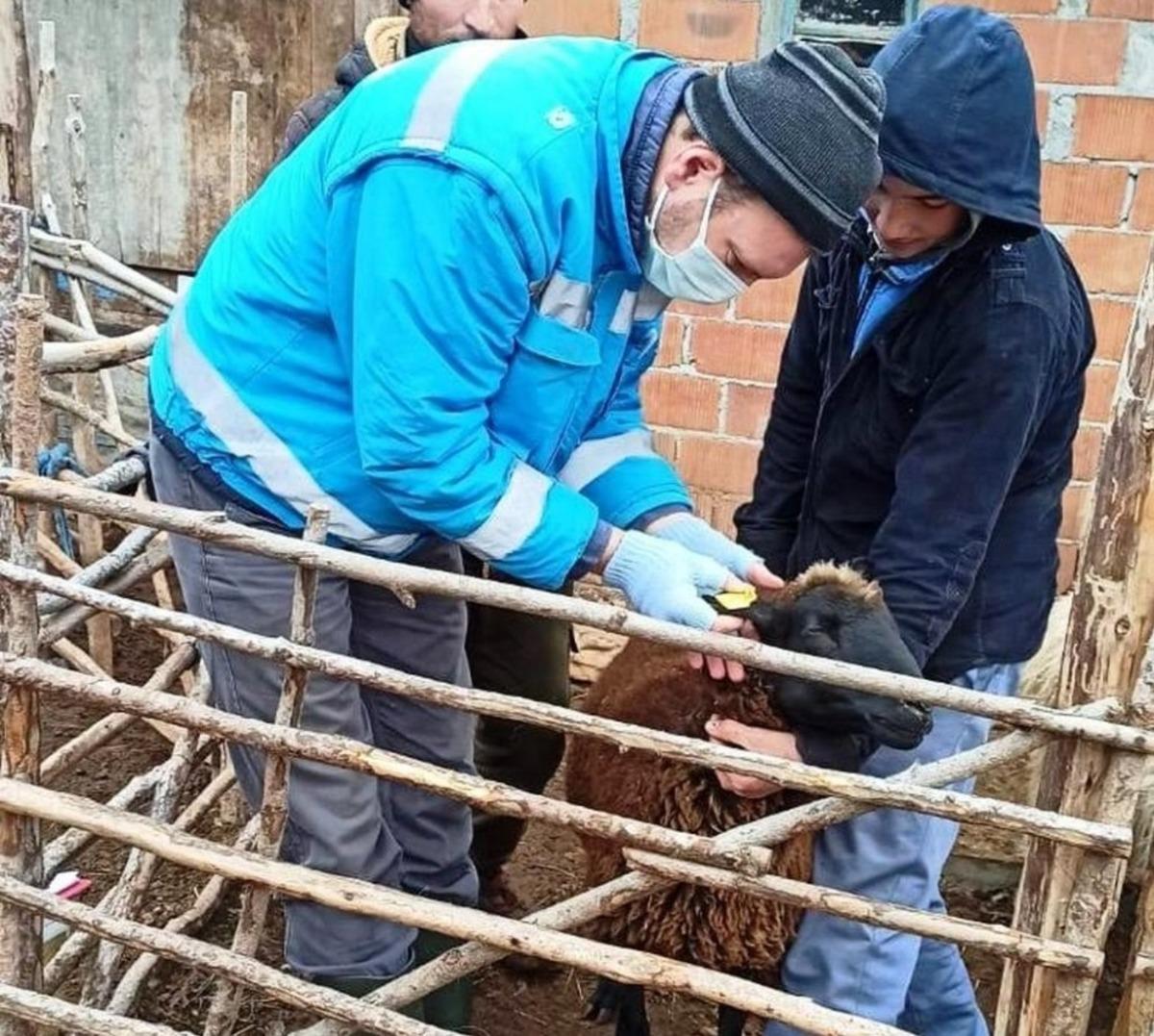 K&uuml;&ccedil;&uuml;kbaş hayvanların sayım ve tespit işlemlerine başlandı
