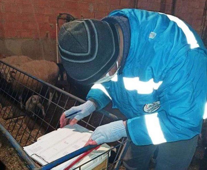 Küçükbaş hayvanların sayım ve tespit işlemlerine başlandı G2