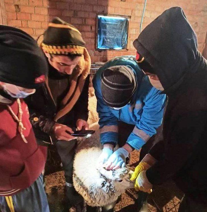 Küçükbaş hayvanların sayım ve tespit işlemlerine başlandı G4