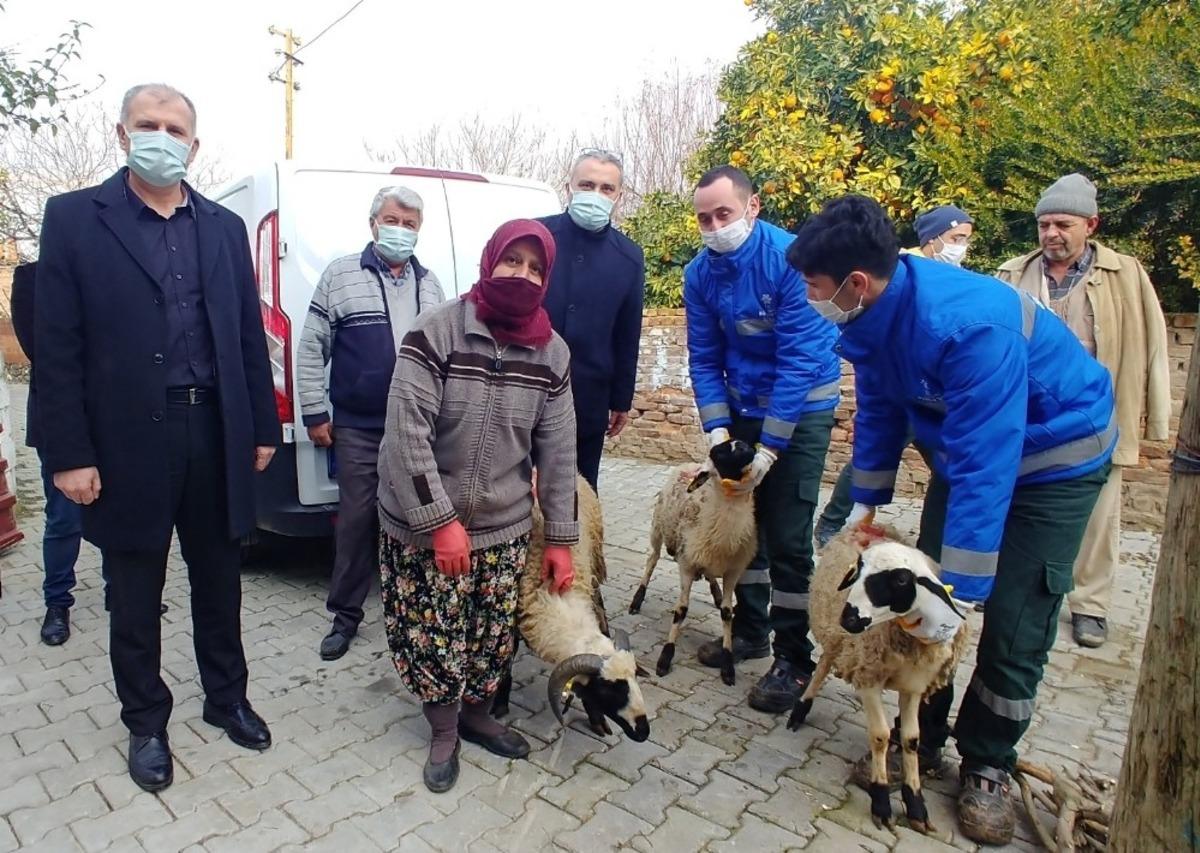 B&uuml;y&uuml;kşehir, sakız koyunu dağıtımına devam ediyor