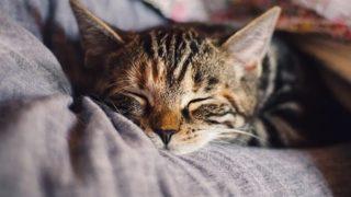 Bu parazite dikkat: Toksoplazma paraziti belirtileri nelerdir?