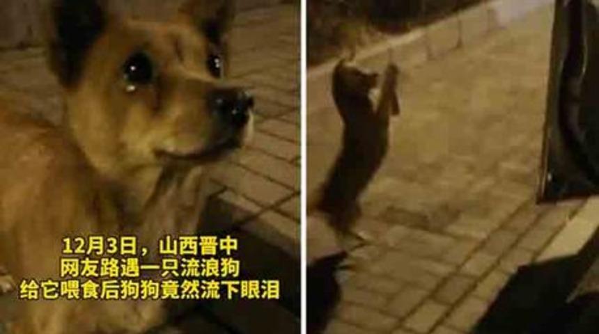 Kendisine yemek verilen sokak köpeği sevincinden ağladı