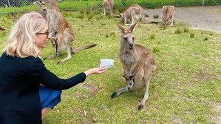 Zerrin Tekindor elleriyle kanguru besledi