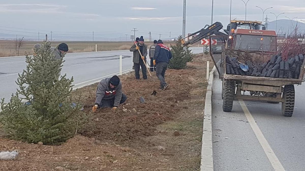 Altıntaş&rsquo;ta s&uuml;s bitkisi dikimi