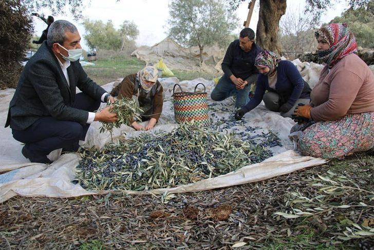Başkan Kaplan’dan zeytin hasadı yapan üreticilere sürpriz ziyaret G1