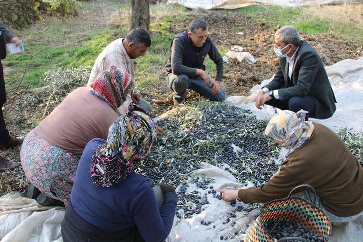 Başkan Kaplan’dan zeytin hasadı yapan üreticilere sürpriz ziyaret G3