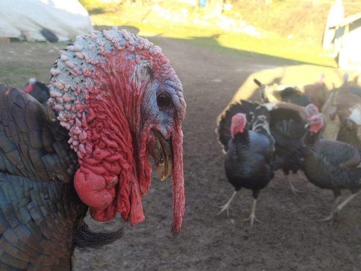 Elazığ’da pandemi ve yasaklar hindiye talebi azalttı G3