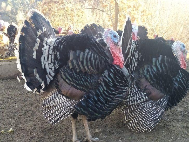 Elazığ’da pandemi ve yasaklar hindiye talebi azalttı G4