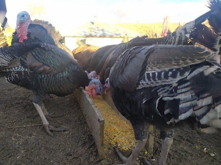 Elazığ’da pandemi ve yasaklar hindiye talebi azalttı G5