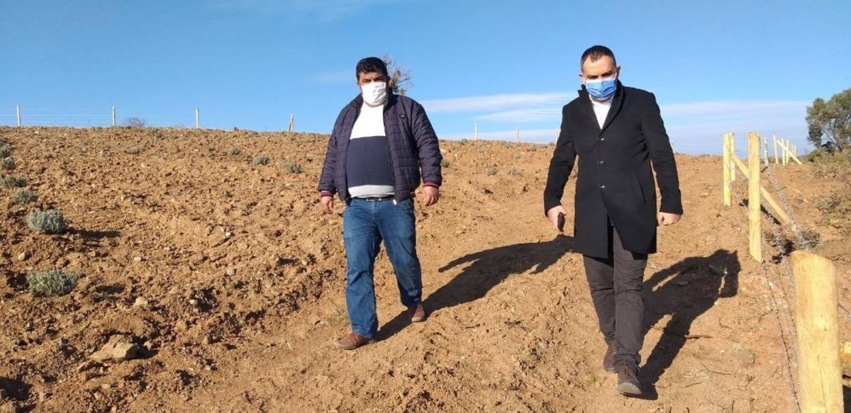 Sorkuncak k&ouml;y&uuml;nde 35 dekar alana Lavanta dikimi yapıldı