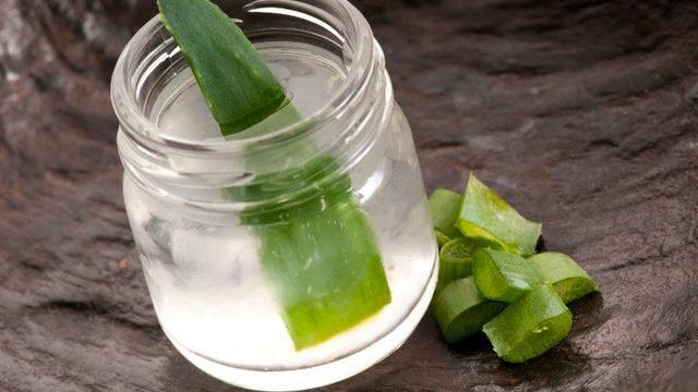 Cennetin Asâsı: Aloe Vera Suyunun Mucize Etkisi