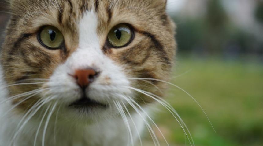 Pandemide &ldquo;can dostlara&rdquo; sarıldık