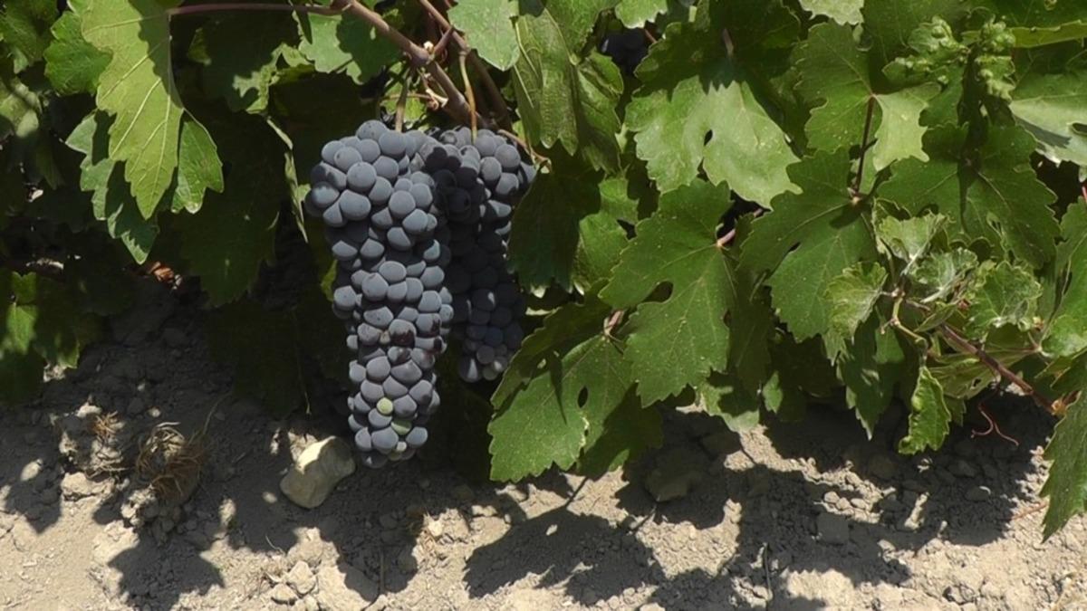 Erciş &uuml;z&uuml;m&uuml; tescillendi