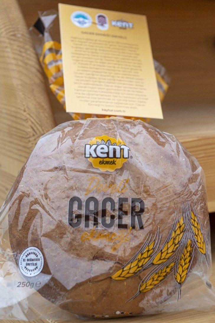 Büyükşehir’den genetiği bozulmamış ata tohumundan Gacer Ekmeği G4