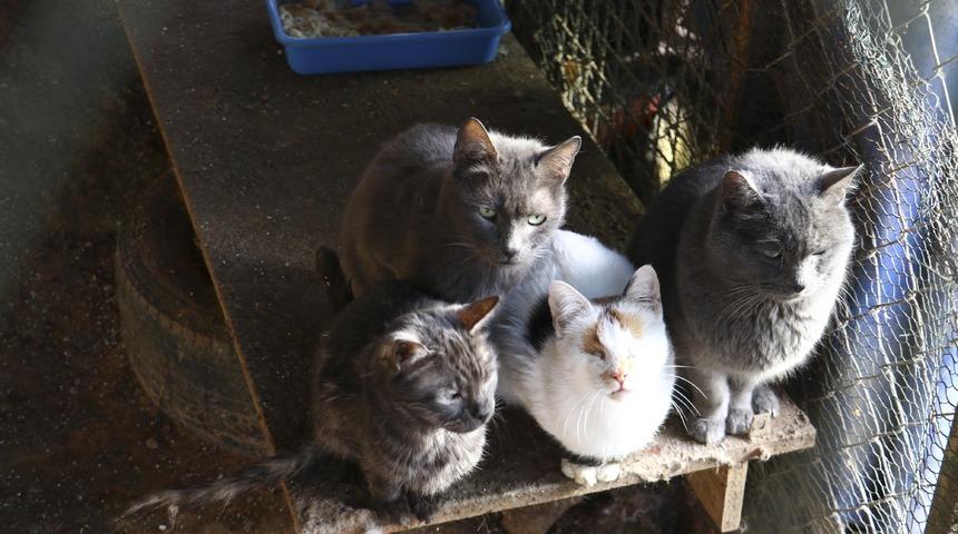 Ankara'da medyumun uygunsuz koşullarda beslediği k&ouml;peklere el konuldu