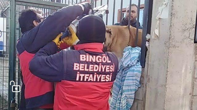 Bingöl’de demir parmaklıklara sıkışan köpek kurtarıldı