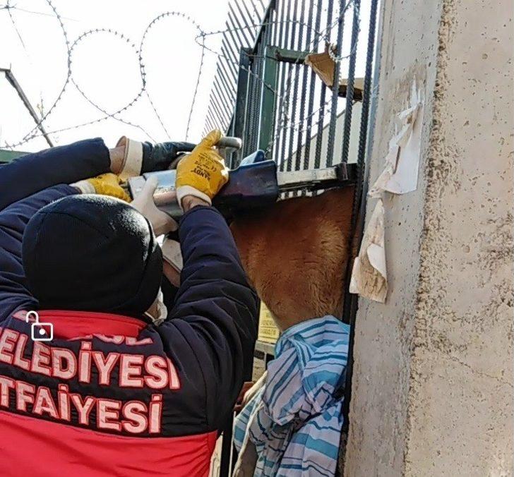 Bingöl’de demir parmaklıklara sıkışan köpek kurtarıldı G2