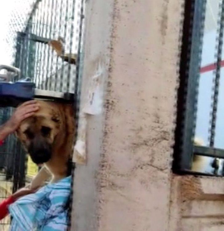Bingöl’de demir parmaklıklara sıkışan köpek kurtarıldı G3