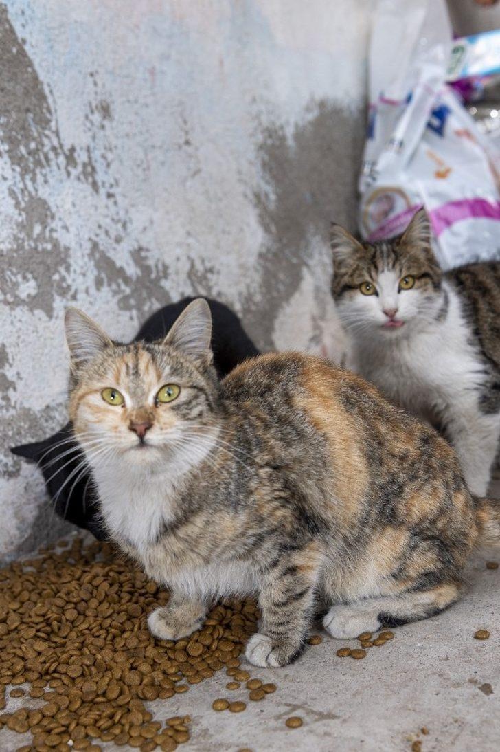 Başkan Büyükkılıç, mektupla beslediği sokak hayvanlarına destek isteyen vatandaşı ziyaret etti G5