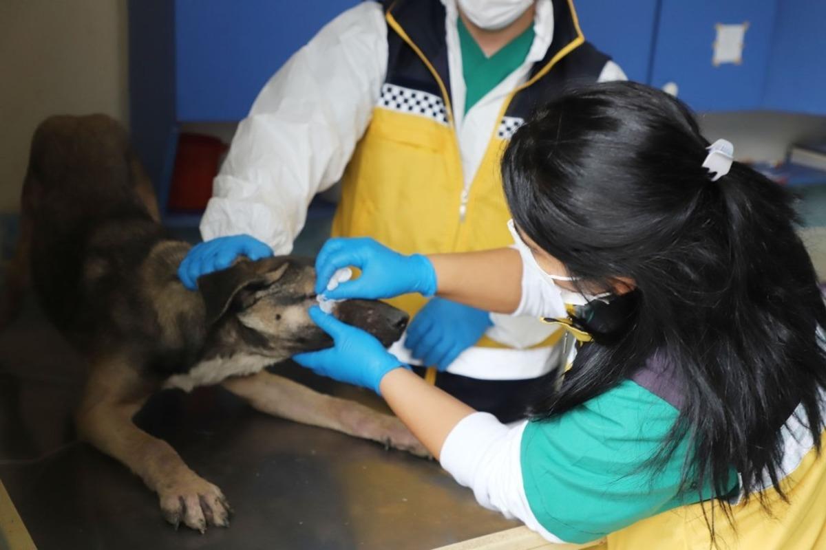 B&uuml;y&uuml;k&ccedil;ekmece&rsquo;de sokak hayvanları unutulmuyor