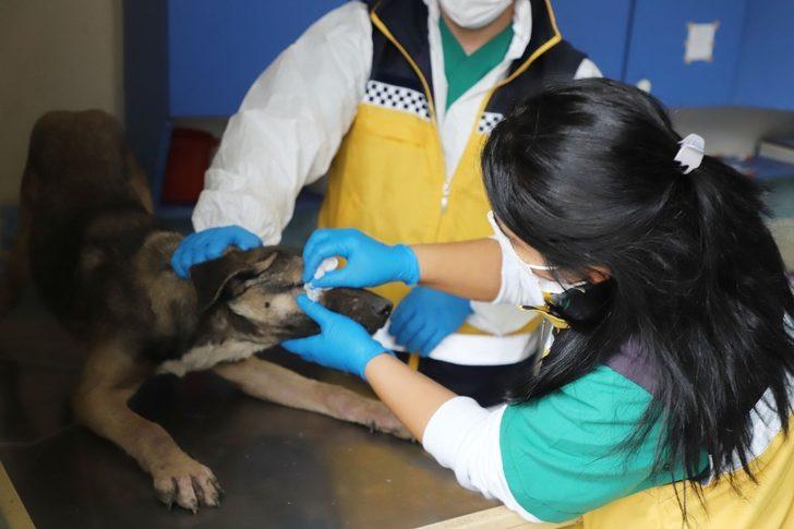 Büyükçekmece’de sokak hayvanları unutulmuyor G1