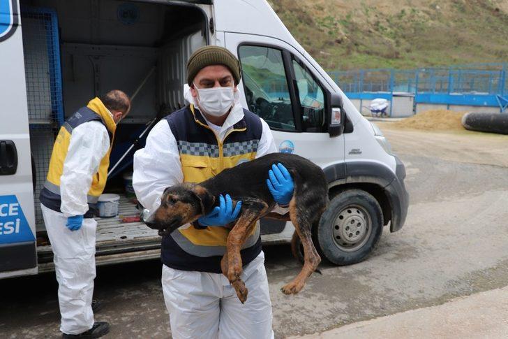Büyükçekmece’de sokak hayvanları unutulmuyor G2
