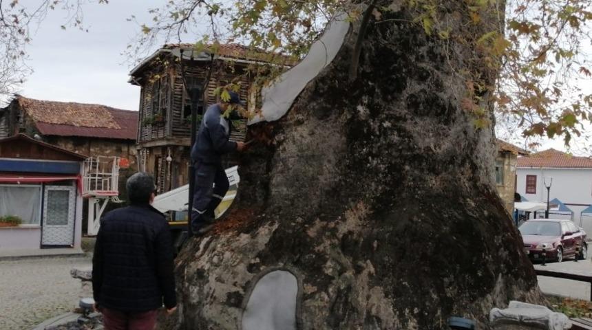 Bin 230 yıllık çınar ağacının bakımı yapıldı