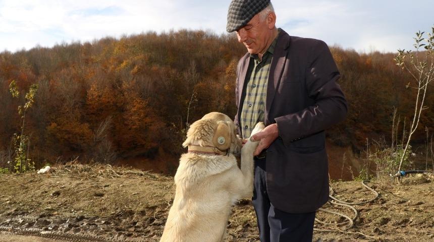 Sahiplendirilen hayvanlar yeni yuvalarında