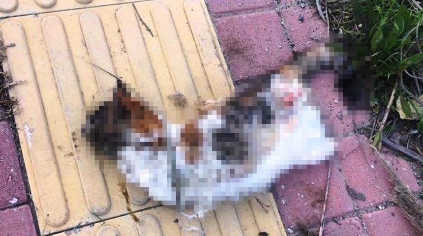 Antalya'da vahşet! Bacakları kesilerek &ouml;ld&uuml;r&uuml;lm&uuml;ş kedi bulundu