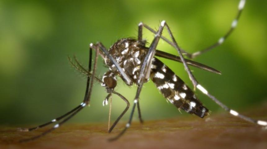 Sarı humma hastalığı nedir? Sarı humma aşısı hastalıktan korur mu?