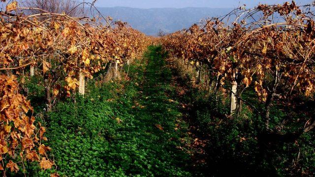 Üzüm bağlarından renkli görüntüler