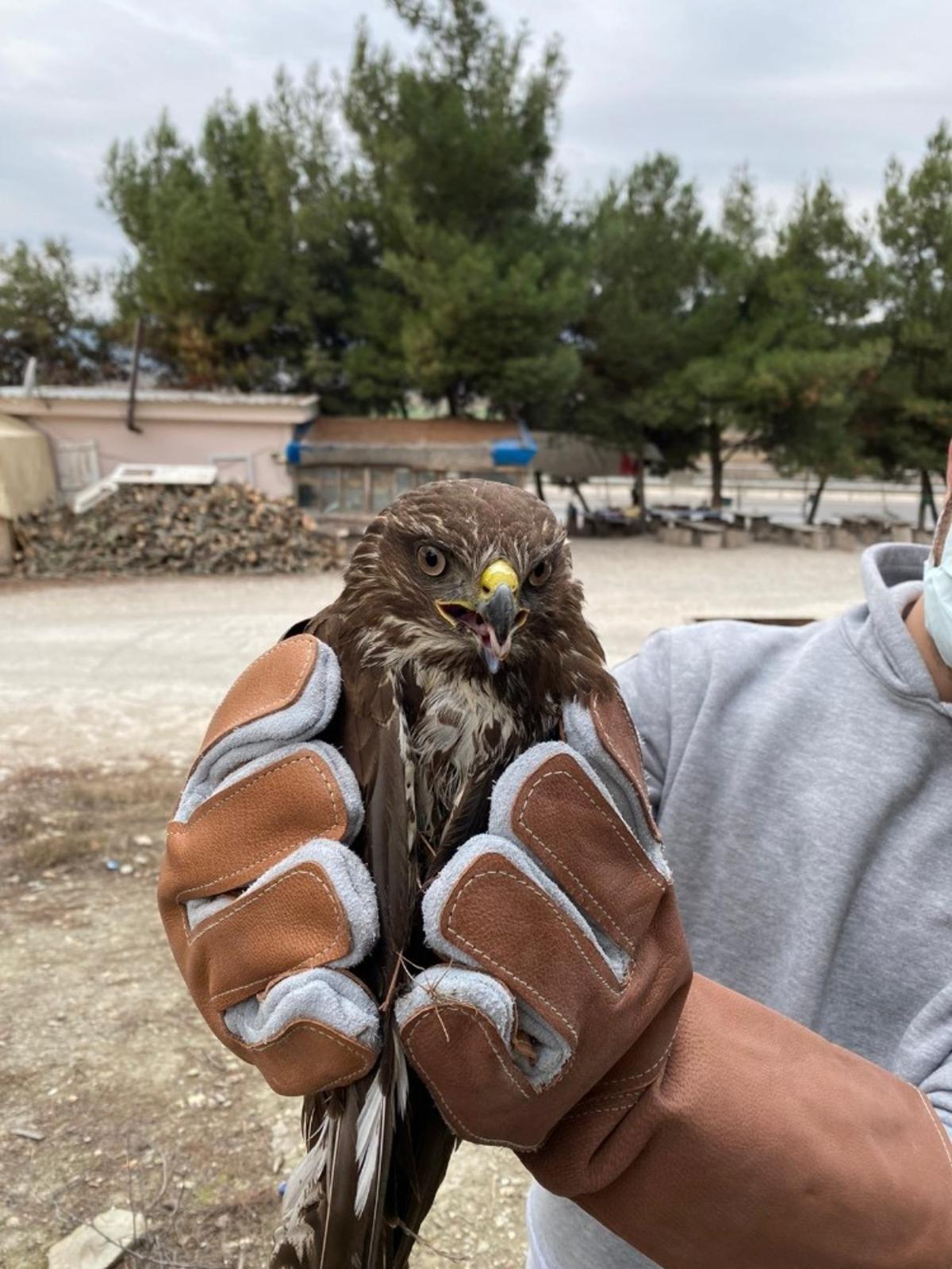 İşletme sahibinin sahip &ccedil;ıktığı yaralı şahin tedavi altına alındı