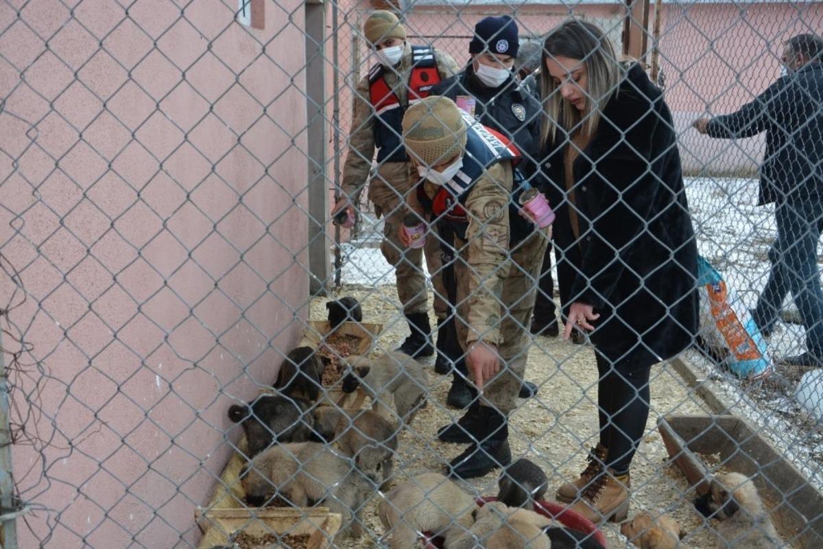 Ardahan&rsquo;da sahipsiz sokak hayvanları emin ellerde