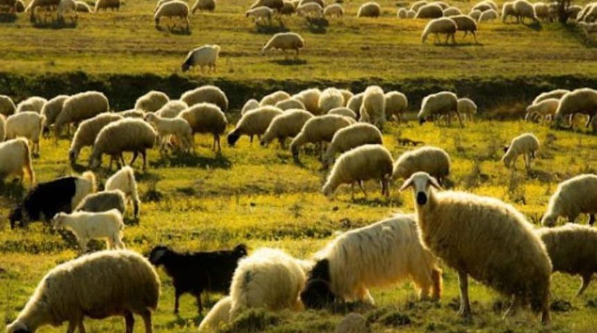 Emirdağlı &uuml;reticilere 100 k&uuml;&ccedil;&uuml;kbaş hayvan desteği