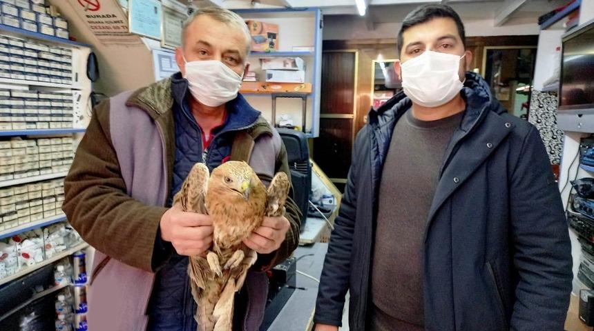 Ereğli’de yaralı şahin tedavi altına alındı