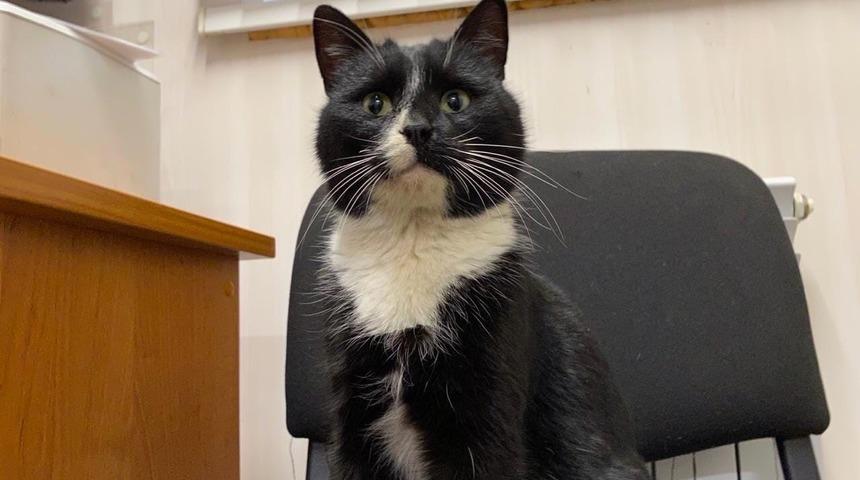 Rusya&rsquo;da atık artıma tesisinde bulunan kedi, &lsquo;&Ccedil;evre Bakanı Yardımcısı&rsquo; oldu