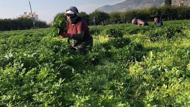 Hatay maydanozuna korona engeli