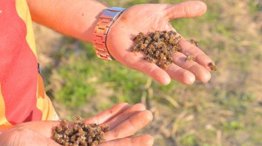 Adana'da binlerce arı &ouml;ld&uuml;, yetkililerden yardım istediler