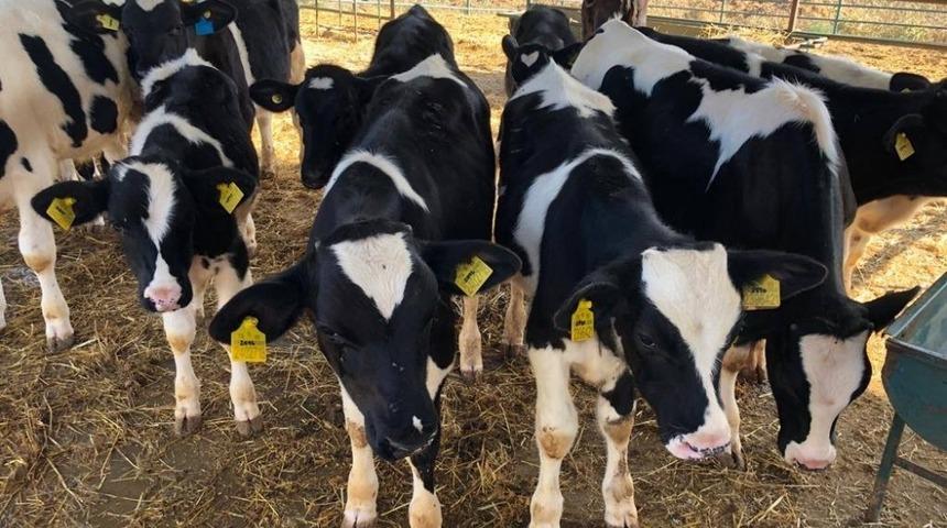 Yem desteği hak edişleri bakanlığa g&ouml;nderildi