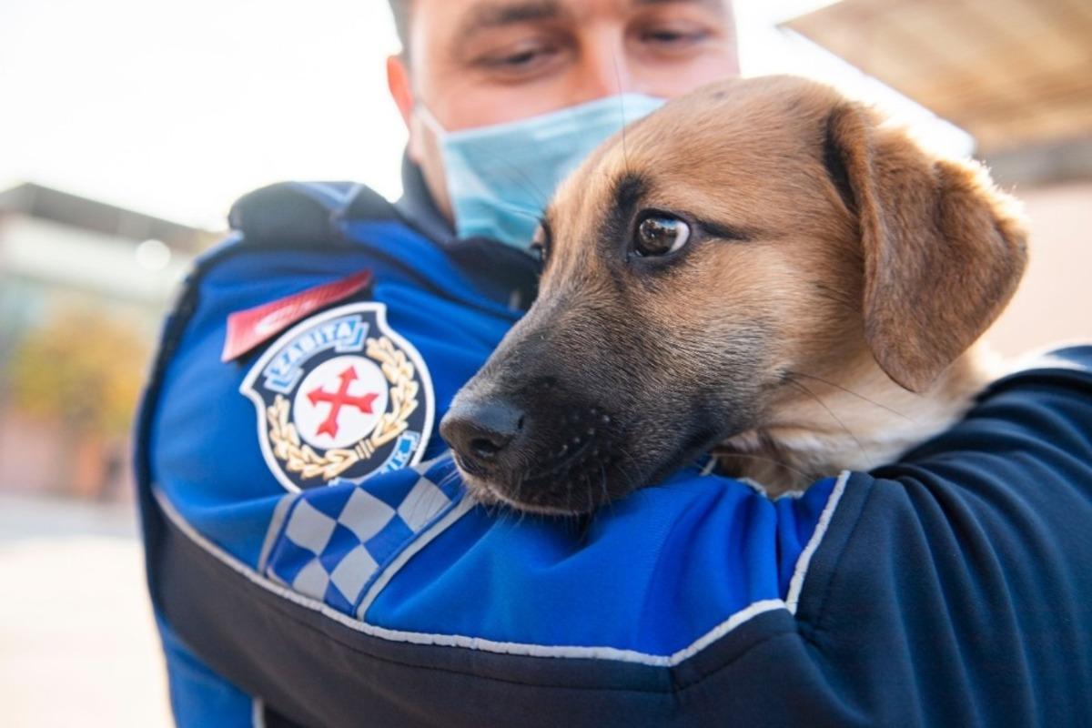 Aracın &ccedil;arptığı yavru k&ouml;peği zabıta sahiplendi