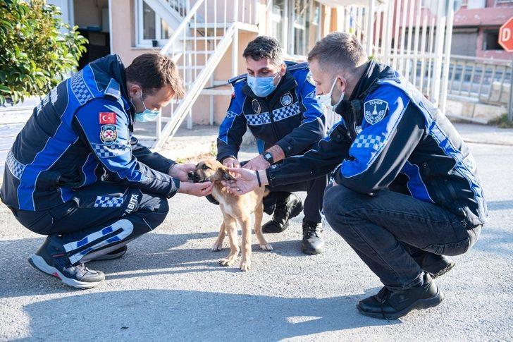 Aracın çarptığı yavru köpeği zabıta sahiplendi G2
