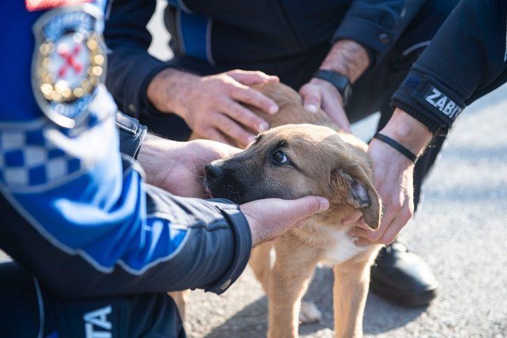 Aracın çarptığı yavru köpeği zabıta sahiplendi G3