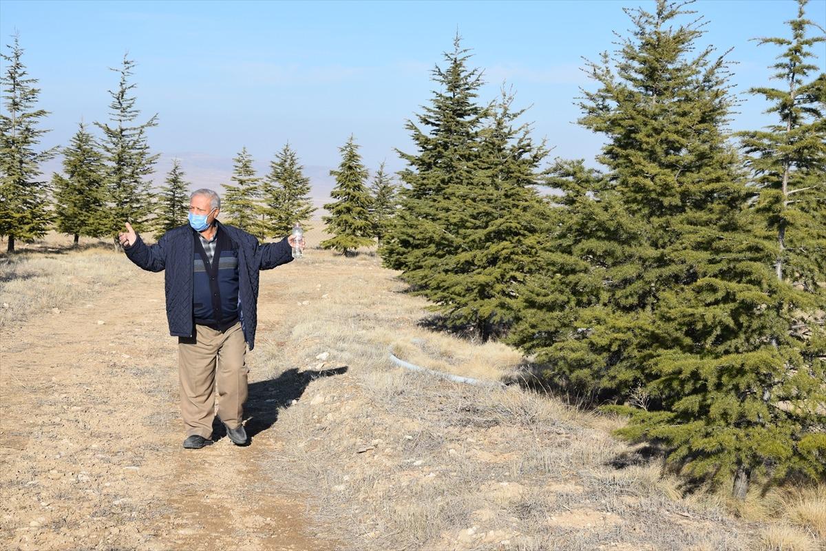 Ağa&ccedil; sevgisi bozkırın ortasında k&uuml;&ccedil;&uuml;k bir ormana d&ouml;n&uuml;şt&uuml;