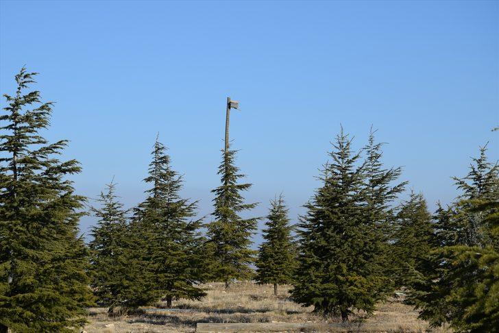 Ağaç sevgisi bozkırın ortasında küçük bir ormana dönüştü G2