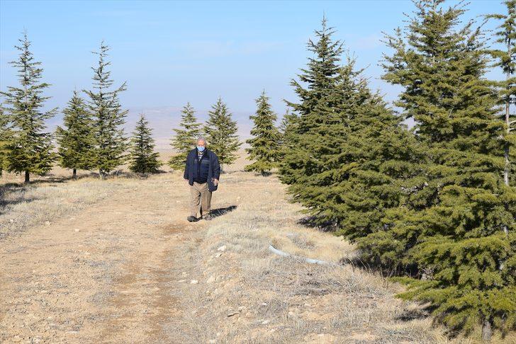 Ağaç sevgisi bozkırın ortasında küçük bir ormana dönüştü G4