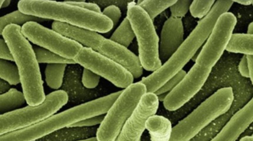 Escherichia coli hakkında tüm bilinmeyenler