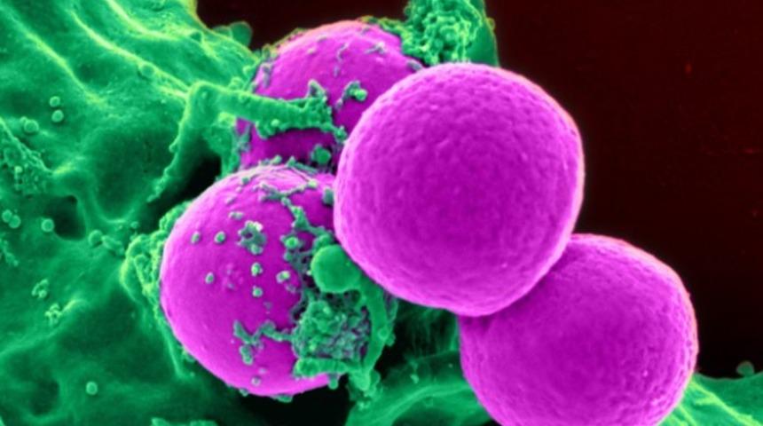 Hücrelerin duyu organları: Reseptör nedir?