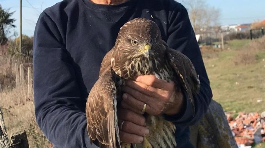 Sinop’ta avcıların vurduğu doğan tedavi edildi