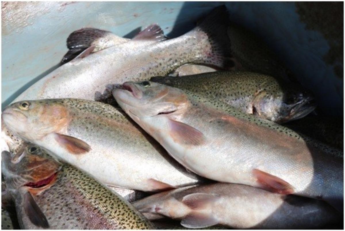 Erzurum&rsquo;da su &uuml;r&uuml;nleri yetiştiriciliği iki kat artacak